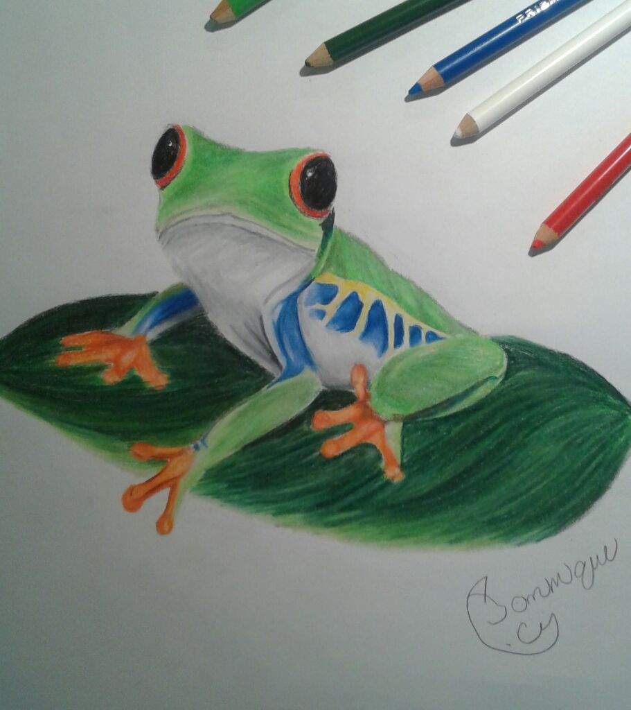 realistic frog drawing