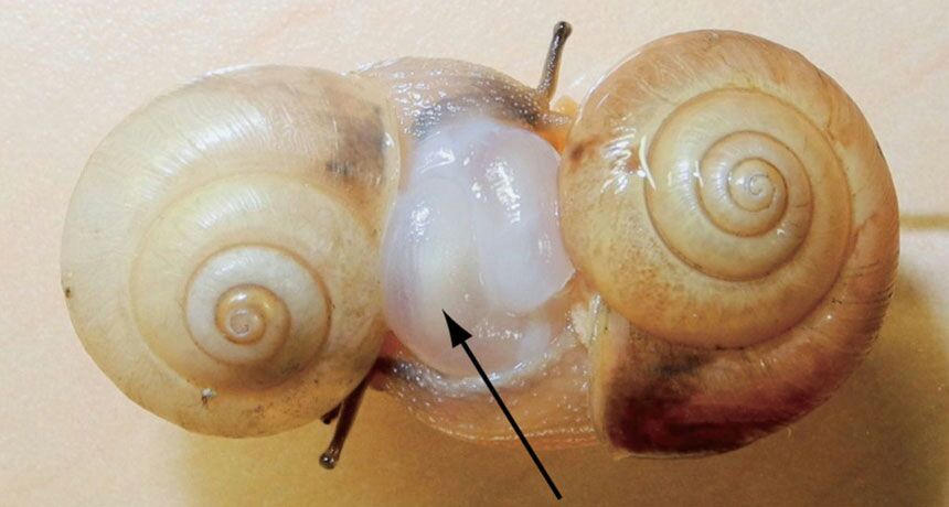 snail penis