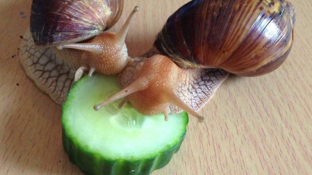 Everything You Need To Know About Snails Snail And Slug Amino Amino