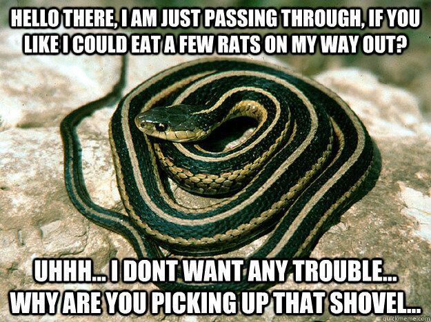 Snake Memes.