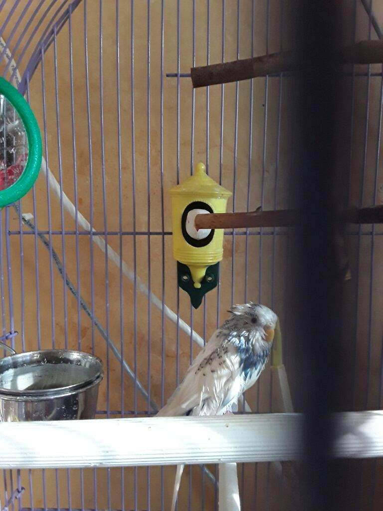 How to Bathe Your Bird Birds Amino Amino