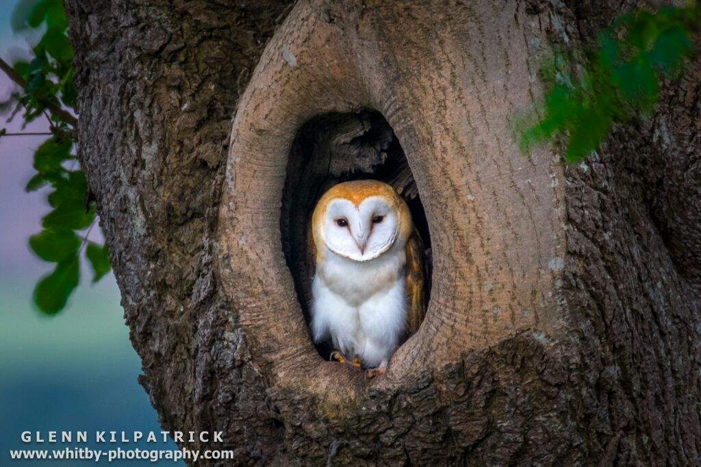 Barn Owl Wiki Birds Amino Amino