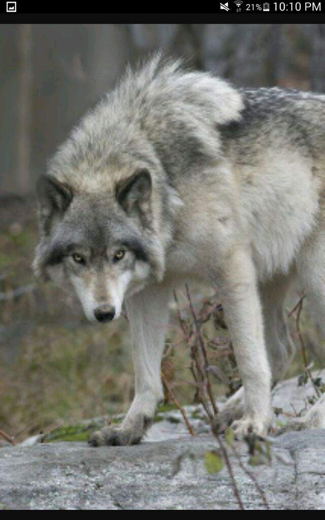 The Grey wolf | ~ WolfQuest ~ Amino