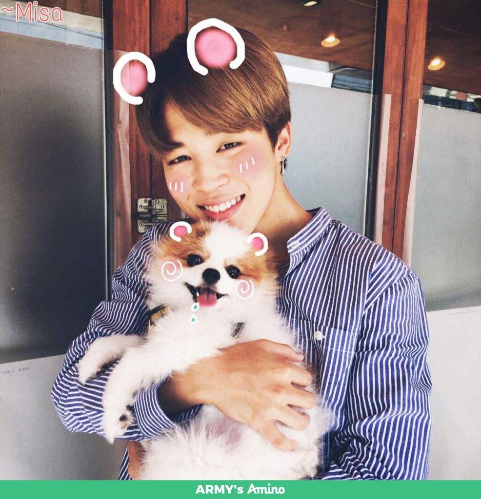 BTS Dog Pet Shop | ARMY's Amino