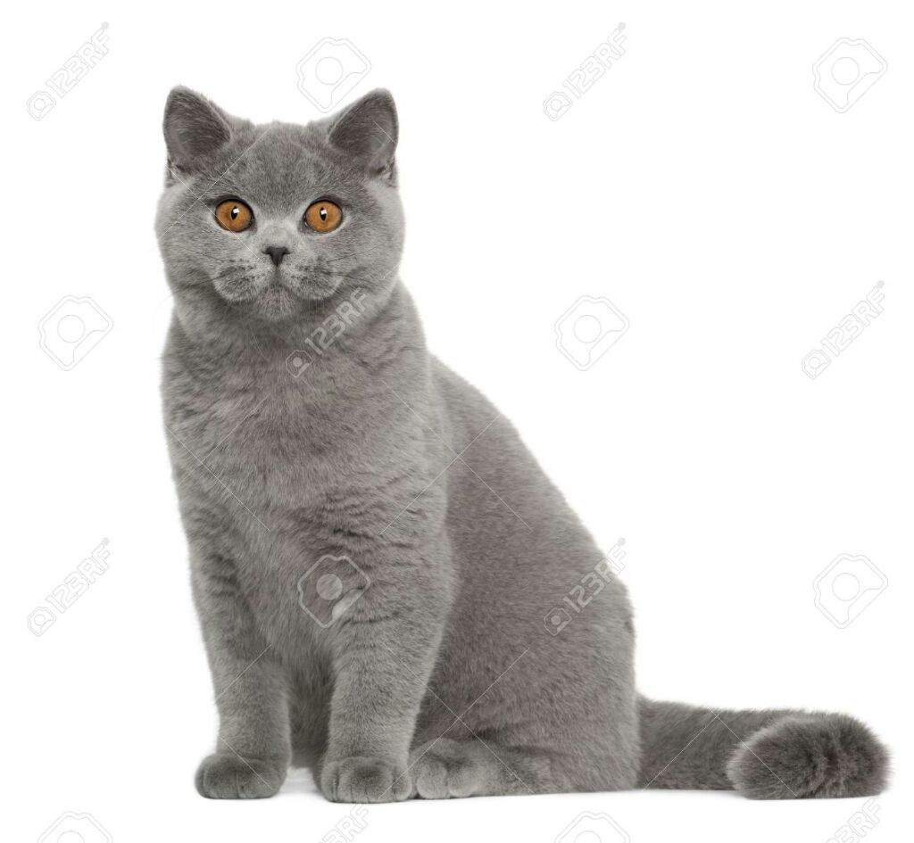 Coyote S Critters The British Shorthair Animal Roleplay Amino