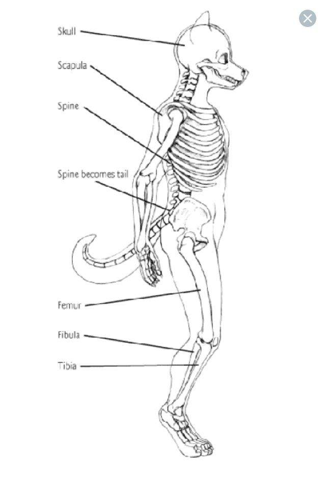 Estudo De Anatomia Tutorial Furry Portugu S Amino