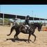 amino-Horse Stride-66c9eba5