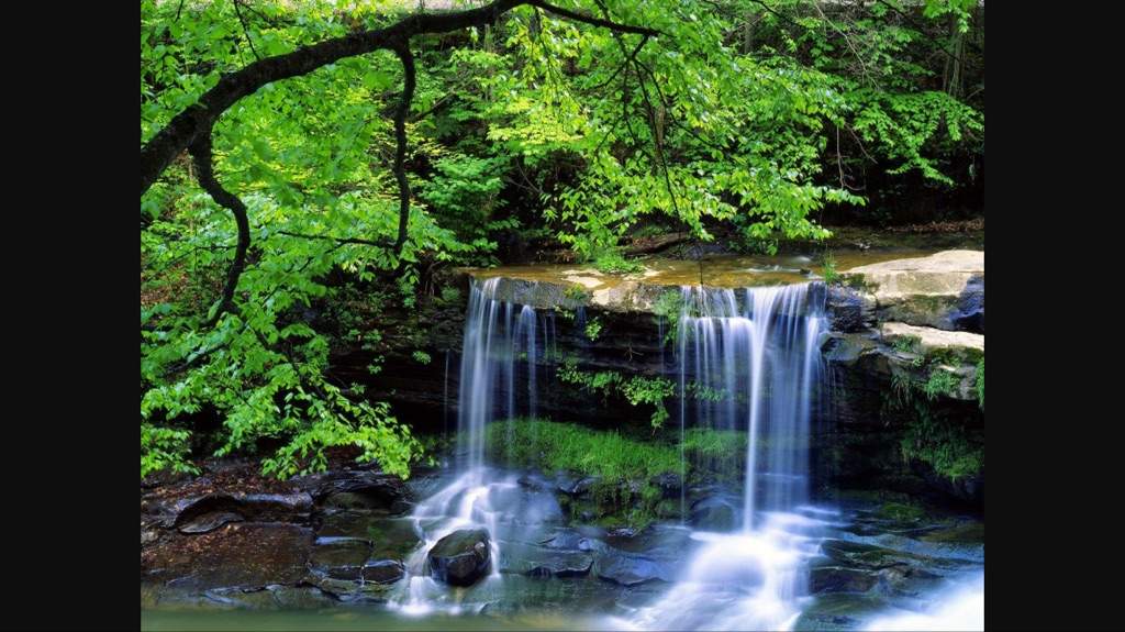 Nature'Clan Scenes Wiki Warriors Amino