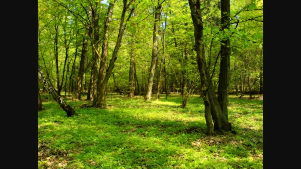 Nature'Clan Scenes Wiki Warriors Amino