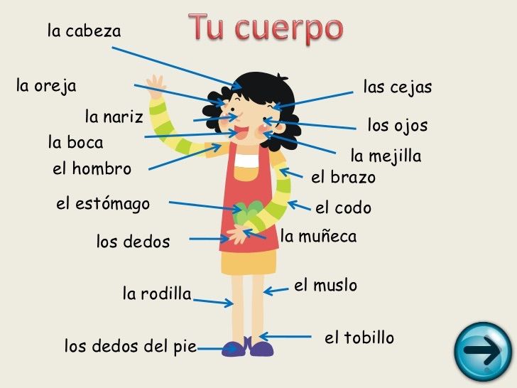 Body Parts en Español | Spanish School. Amino