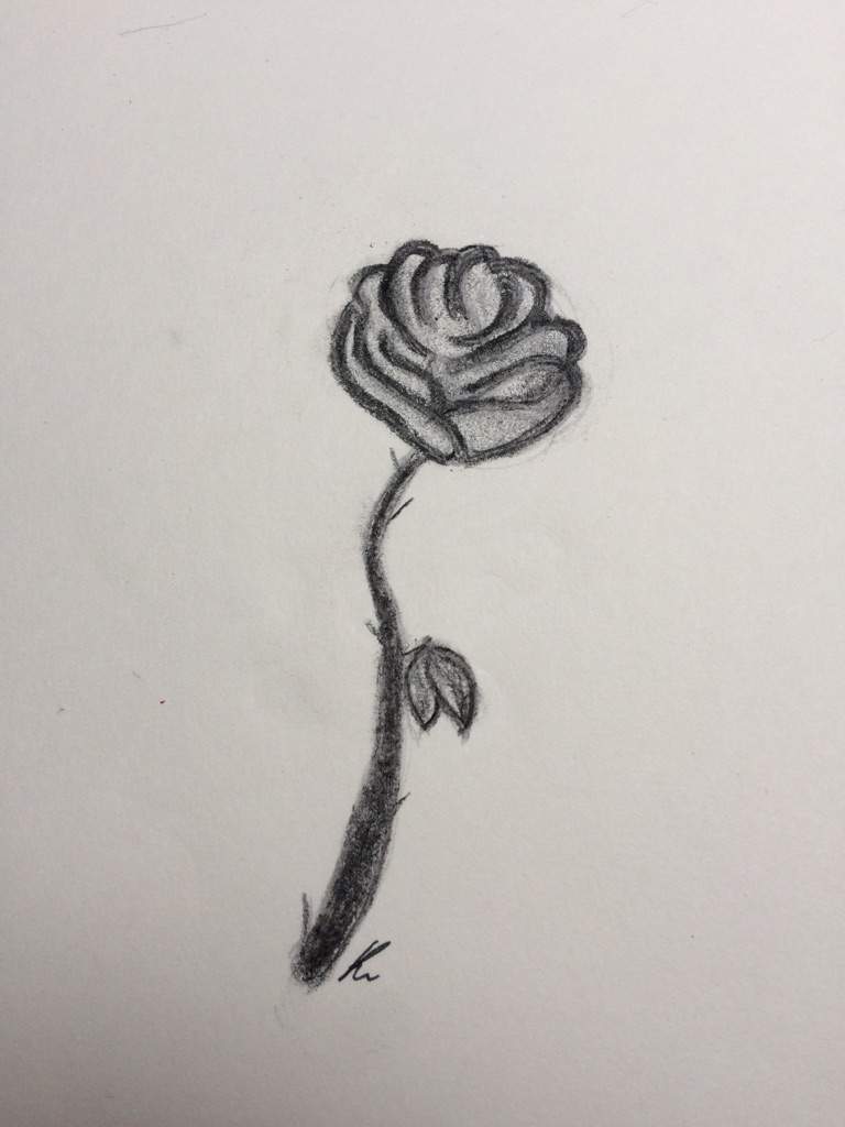 Beauty And The Beast Rose Drawing Disney Amino