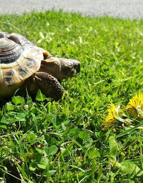 Turtle Challenge! | Herps and Reptiles Amino