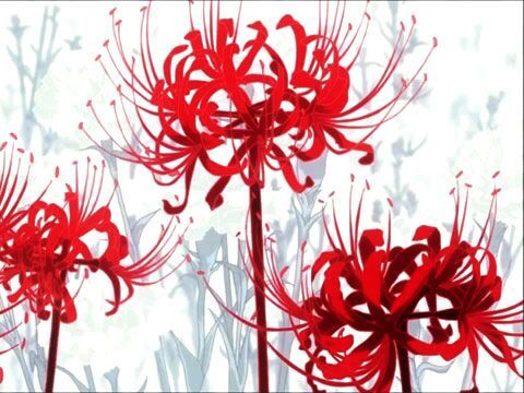 Lycoris Radiata | •Anime• Amino