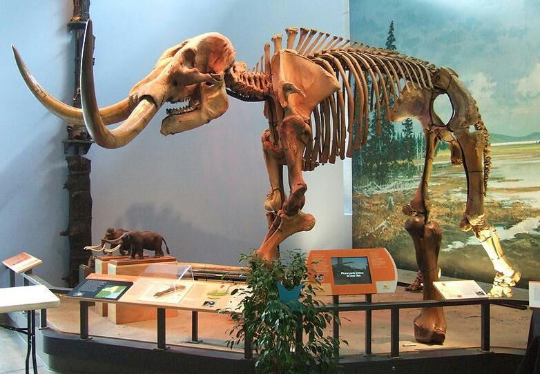 mastodonte devteam