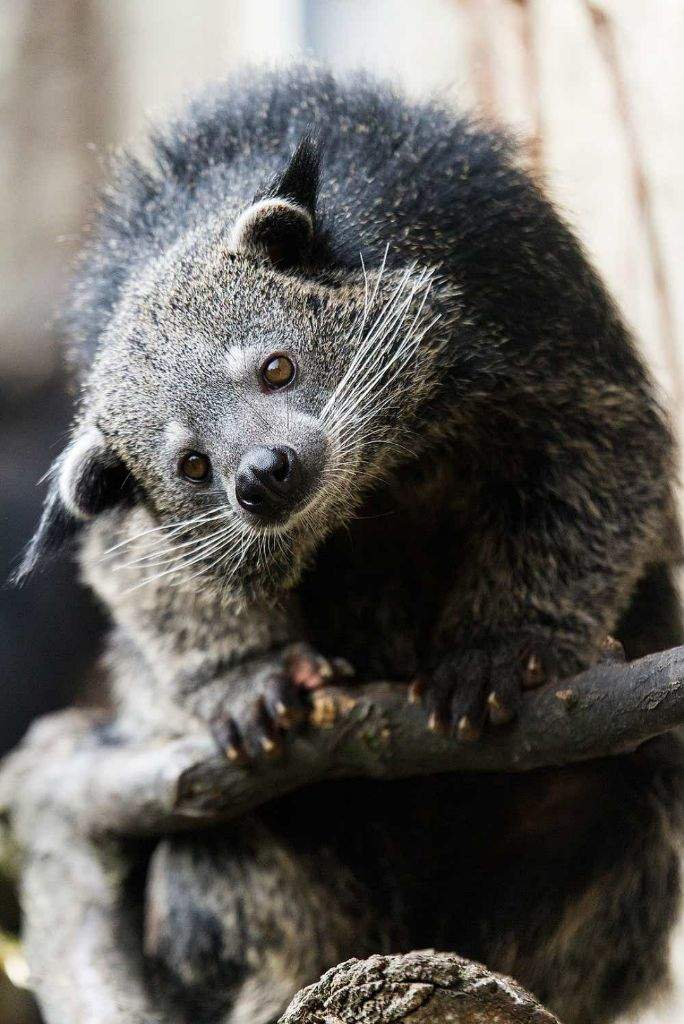 Binturong Facts | Wild Animals! Amino