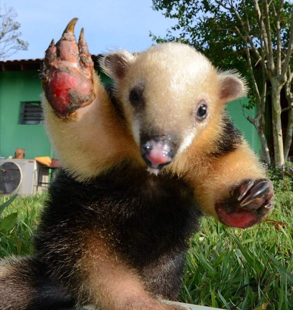 tamandua plush