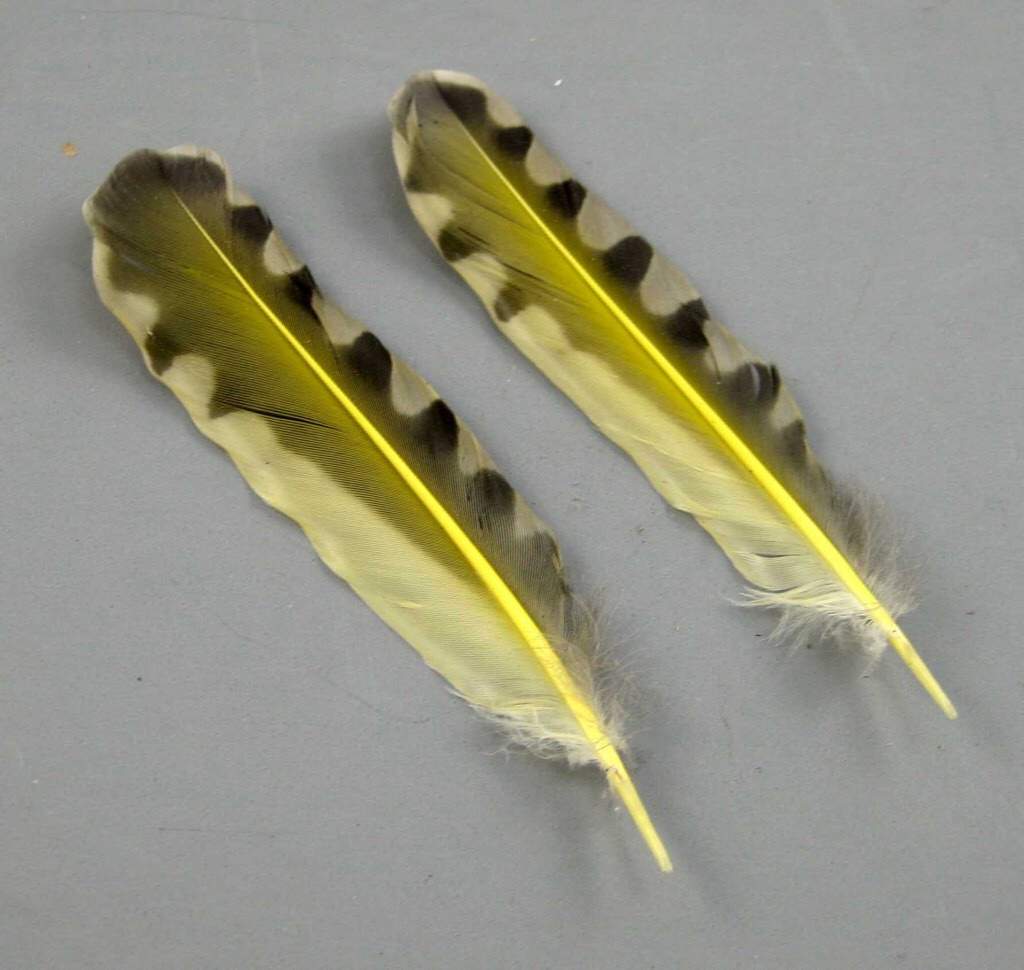 Goldfinch Feather | Pagans & Witches Amino