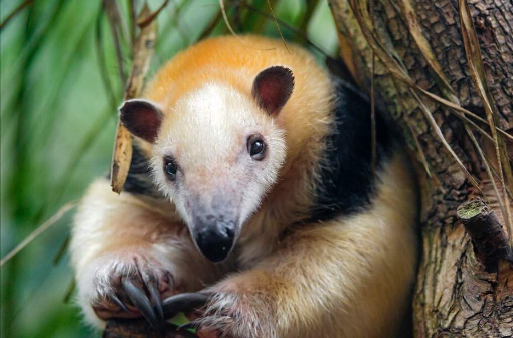 Tamandua Facts! | Wild Animals! Amino