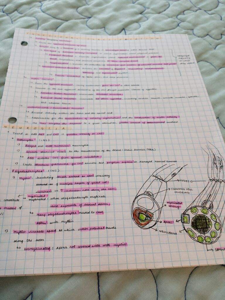 Human Anatomy and Physiology Notes | Studying Amino Amino