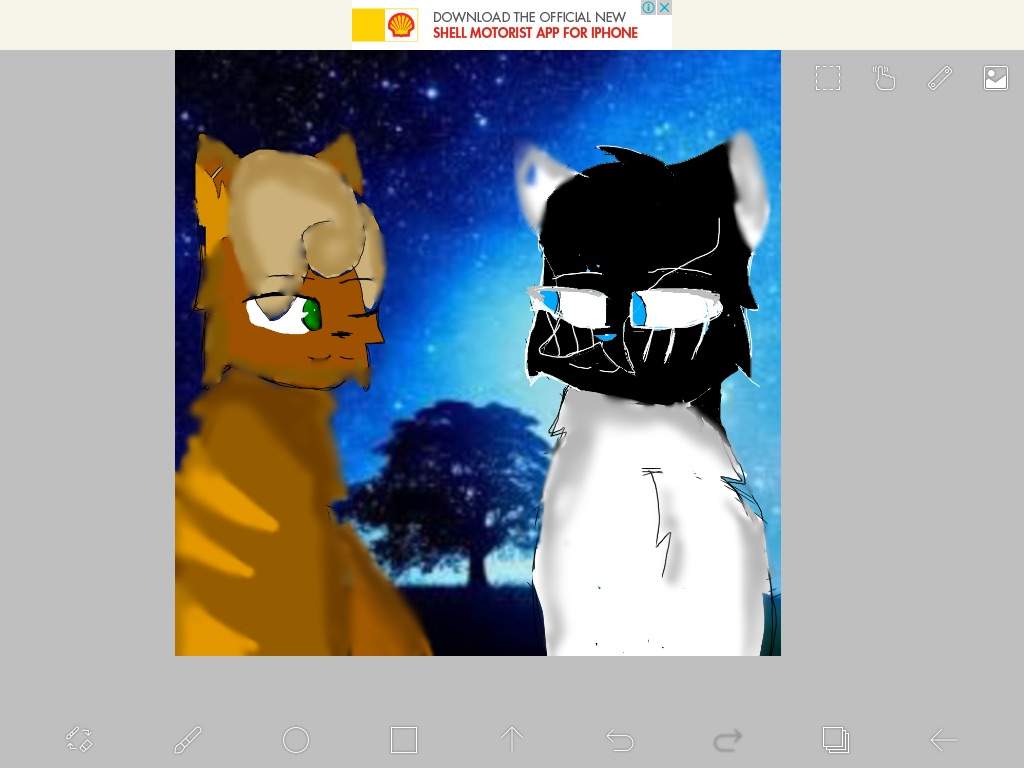 Warrior Cat Memes Warriors Amino