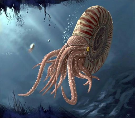 🐚🐙Parapuzosia🐙🐚 | Wiki | Dinosaur Planet Amino