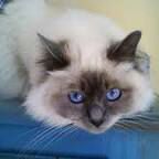 Birmans | Wiki | Cats Amino