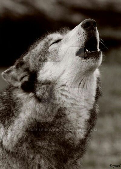 10 Curiosidades sobre os lobos | 🌎 Mundo Animal 🐯 Amino