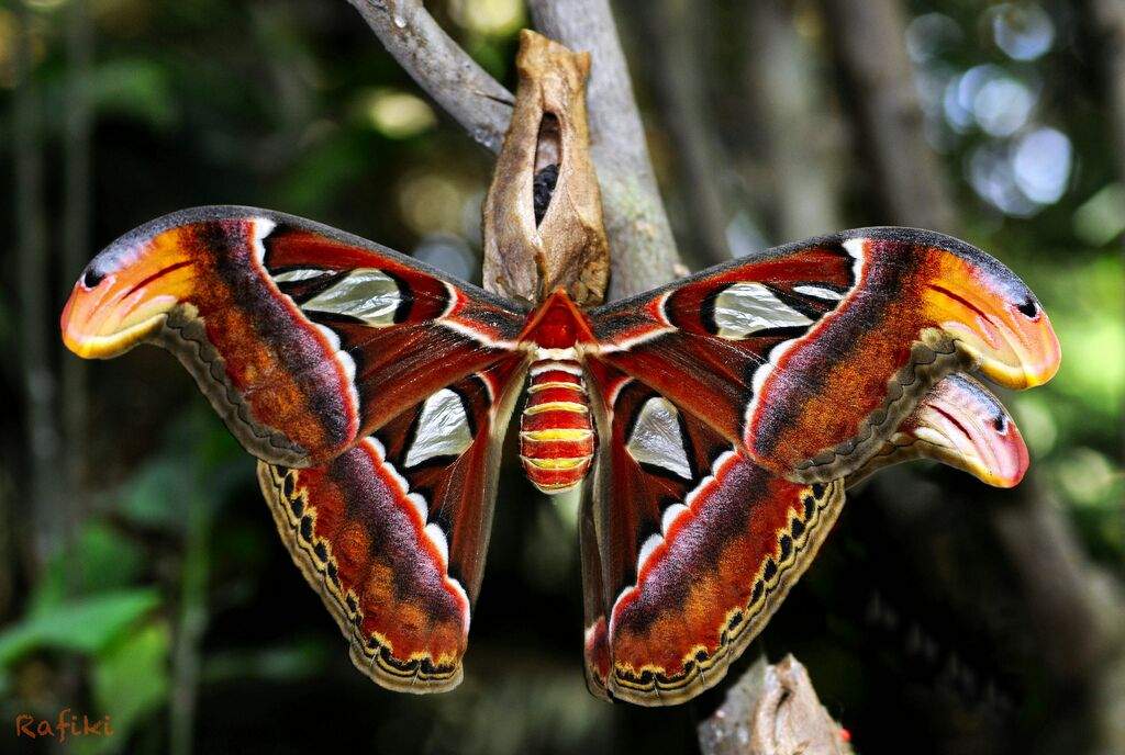 Attacus atlas фото