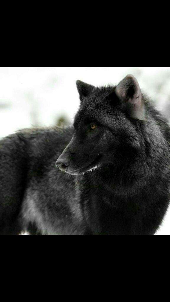 my-wolf-wiki-therian-amino-amino