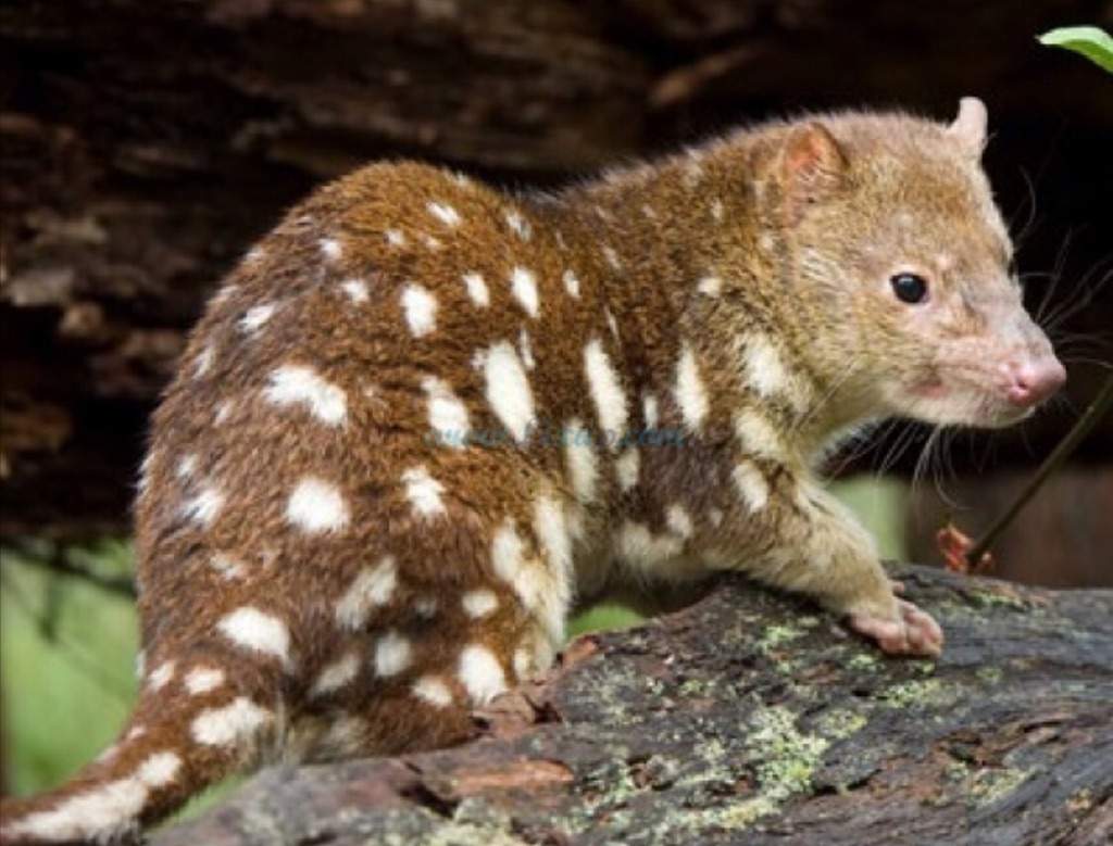 Quoll facts! | Wild Animals! Amino