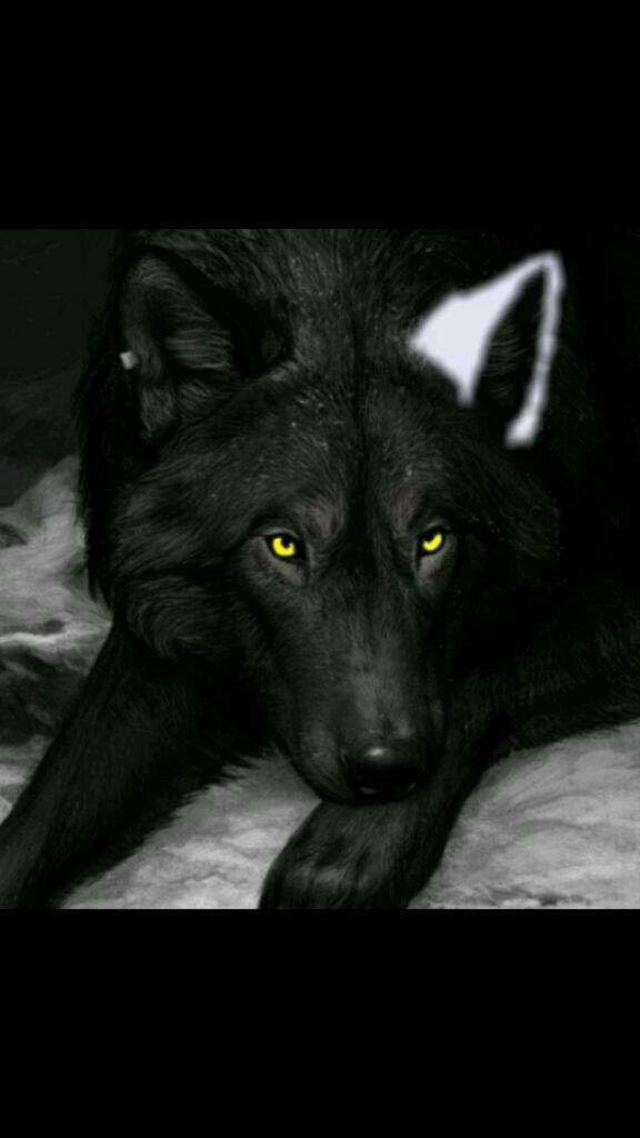 my-wolf-wiki-therian-amino-amino