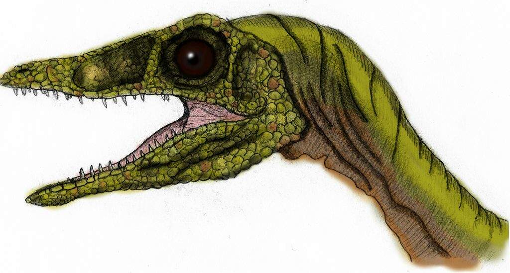 accurate compsognathus