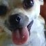 amino-#soyunafanchihuahua-ed86867e