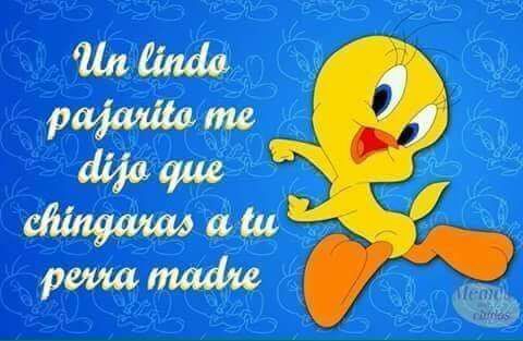 Especial piolin :v | •Meme• Amino