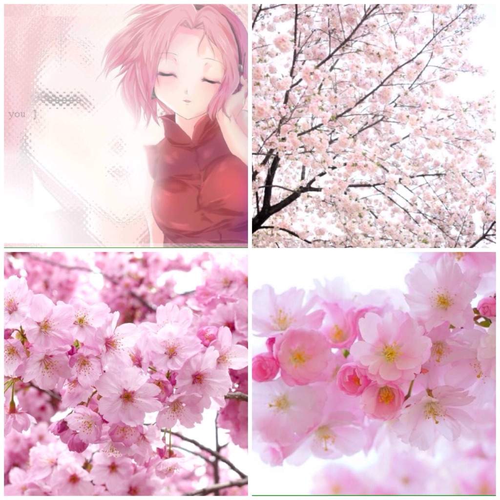 Sakura Aesthetic 🌸 | Exploration Aesthetic Amino