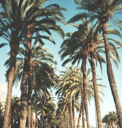 palm trees roblox