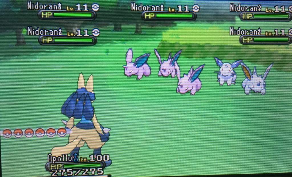 Caught A Shiny Nidoran Pokemon Amino