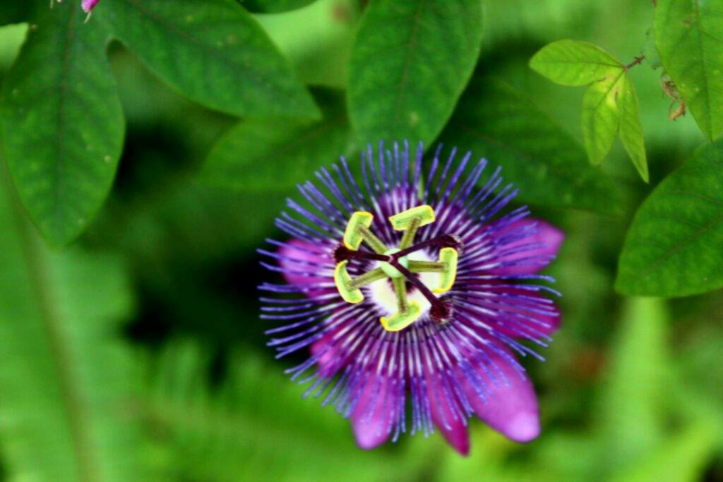 A purple passion flower | Photography Amino