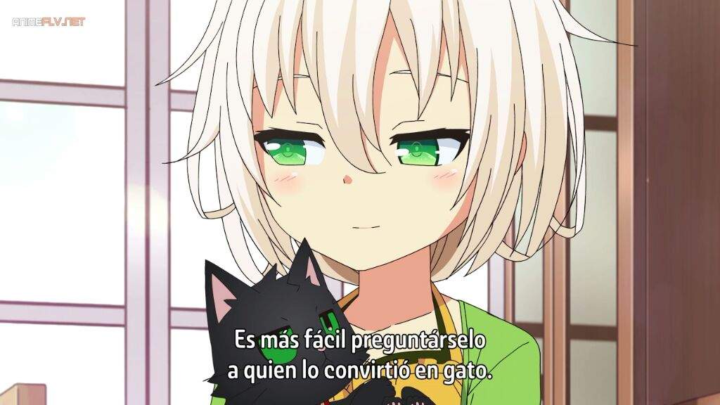 Si te gustan los gatos, mira este anime!!! | •Anime de Temporada• Amino
