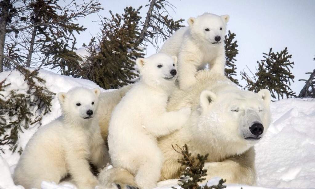Help save Polar bears! AJ Amino Amino