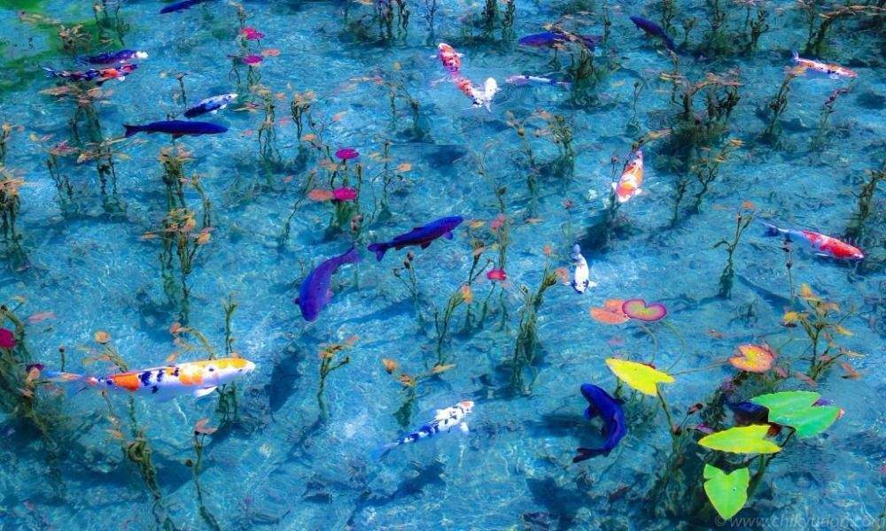 No Japão existe uma incrível lagoa que parece uma pintura de Monet ...