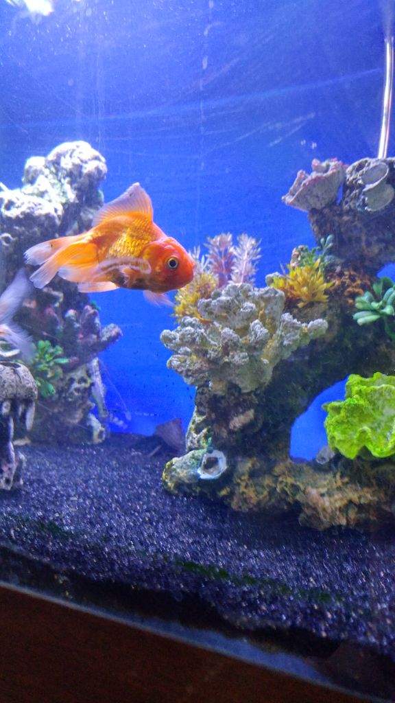 Fancy and Common Goldfish Guide Wiki Exotic Companion Amino