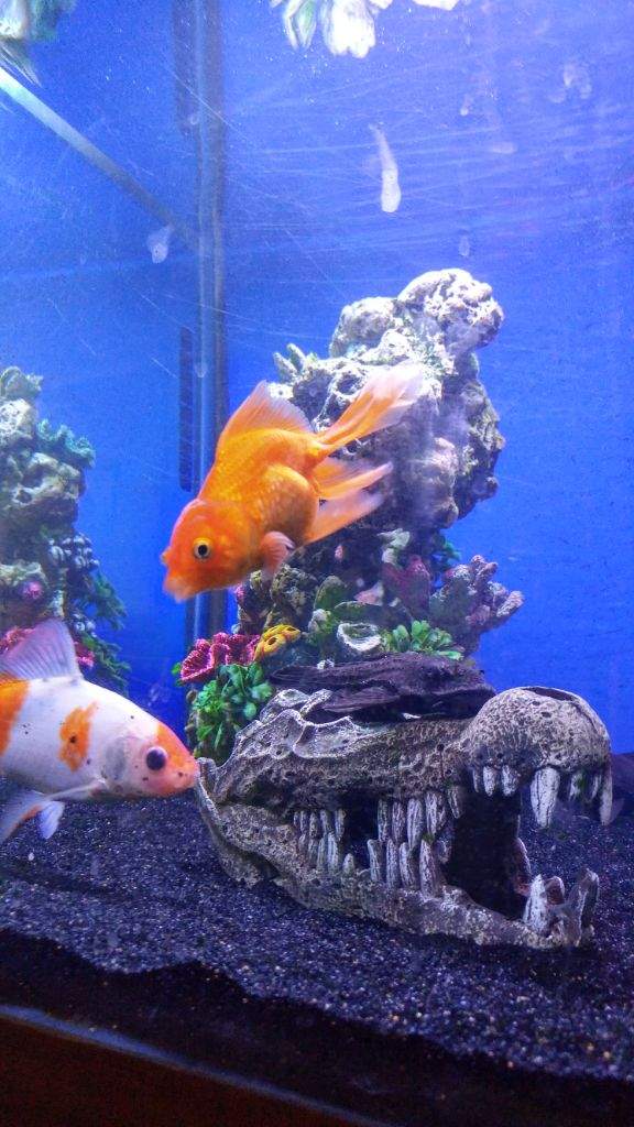 Fancy and Common Goldfish Guide Wiki Exotic Companion Amino