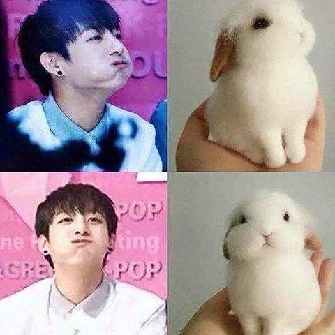 Another Jungkook as a bunny | ARMY's Amino