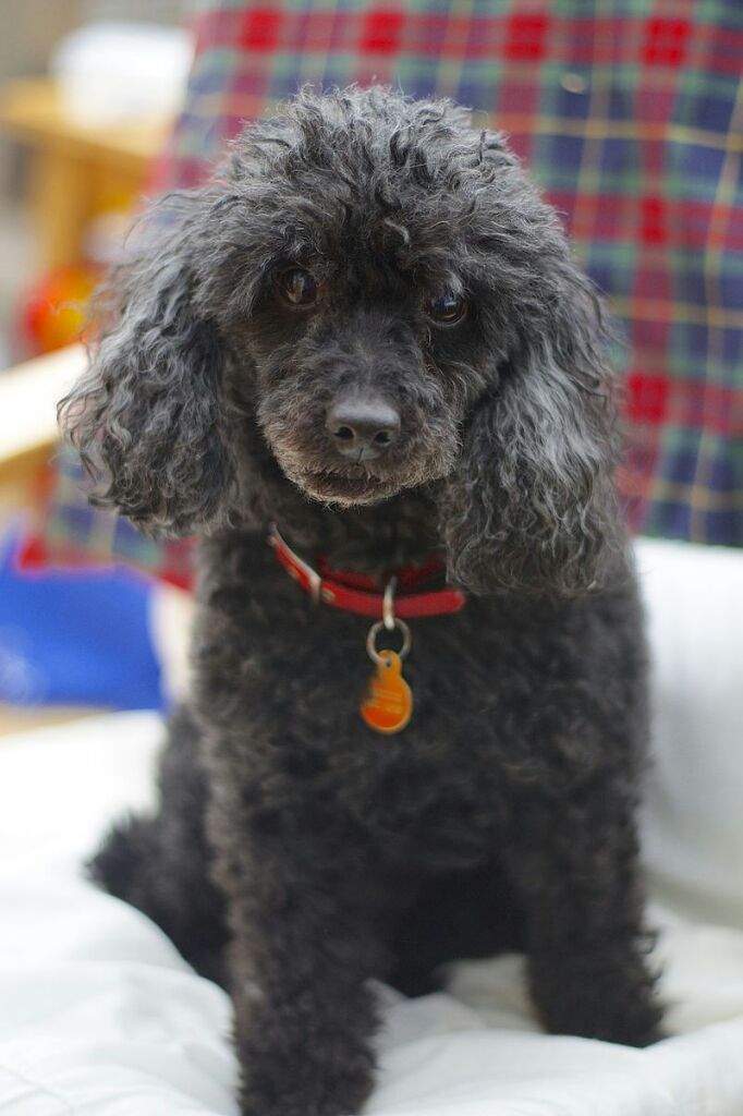 Poodle Wiki Small Dogs Amino