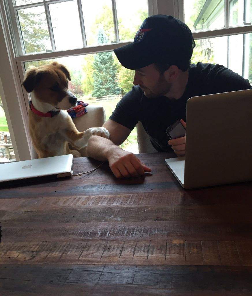 chris evans disney