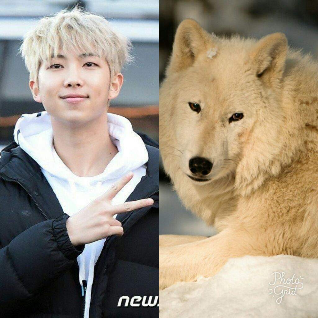 BTS As Wolves | ARMY's Amino