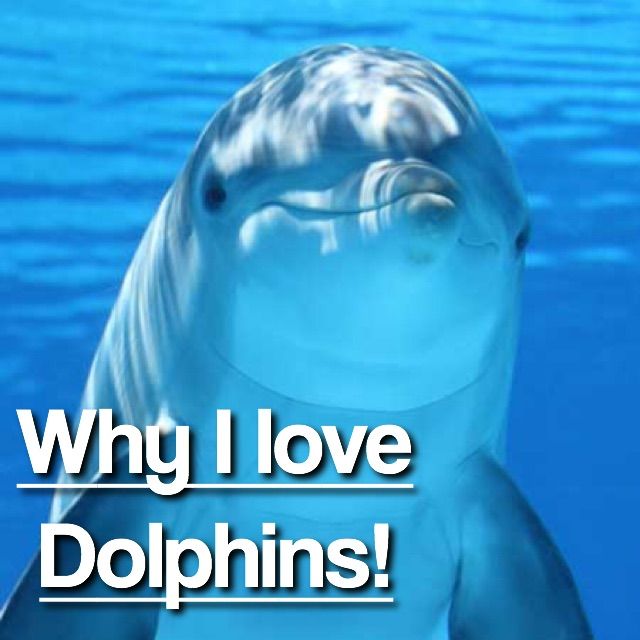 Featured image of post Cute Love Pictures Of Dolphins