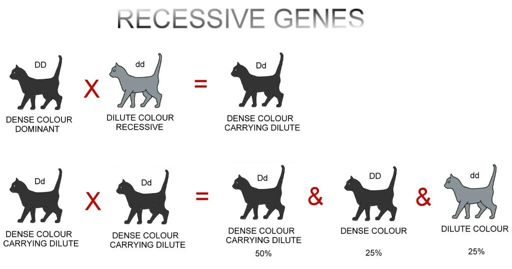 Cat genetics guide | Wiki | Warriors Amino