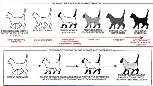 Cat genetics guide | Wiki | Warriors Amino